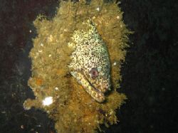 Moray in the porthole of the Munassir wreck / Muscat by David Johnson 